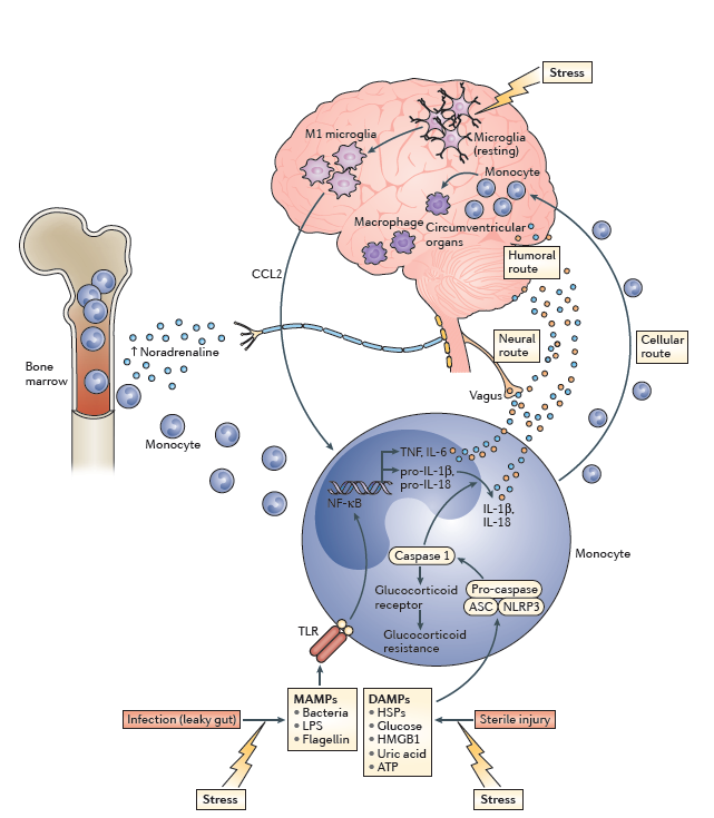 Miller, A.H. and Raison, C.L. (2016). The role of inflammation in depression: From evolutionary imperative to modern treatment target. Nature Reviews, 2016(16): 22-34.